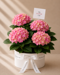 Baby Girl on its Way - Hortensias rosas en base de cerámica blanca con moño y tarjeta The Flower Lab