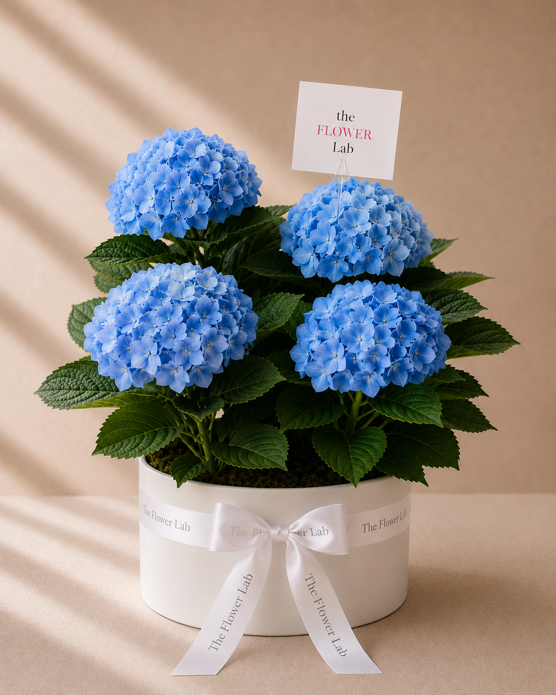 Baby Boy on its Way