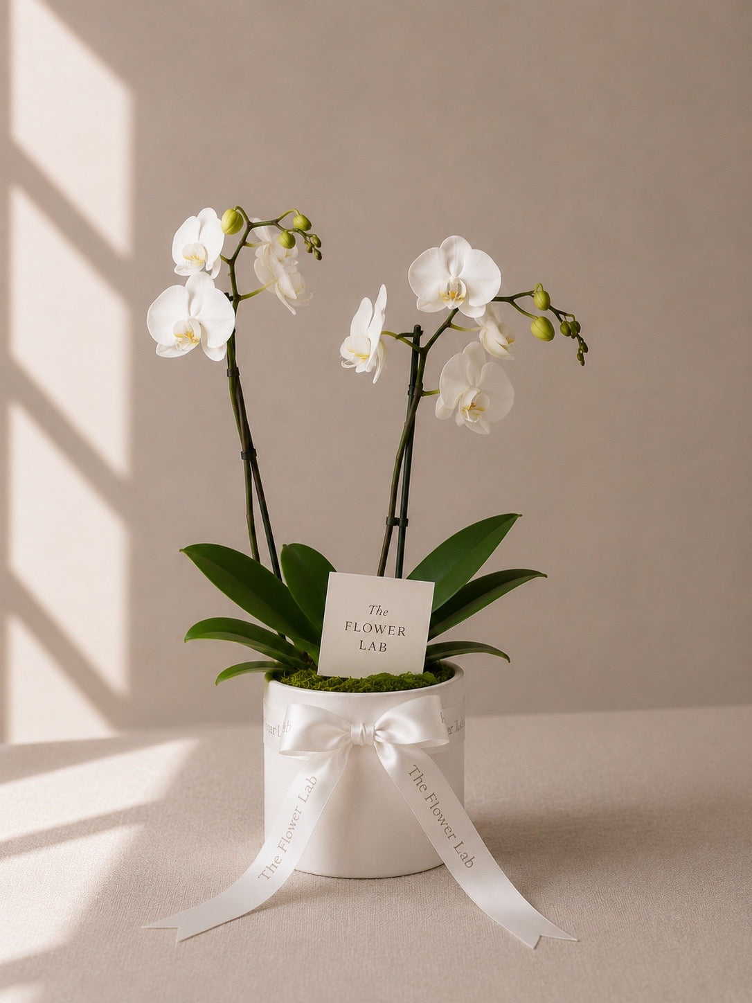 Simple Memory - Orquídea Phalaenopsis blanca The Flower Lab
