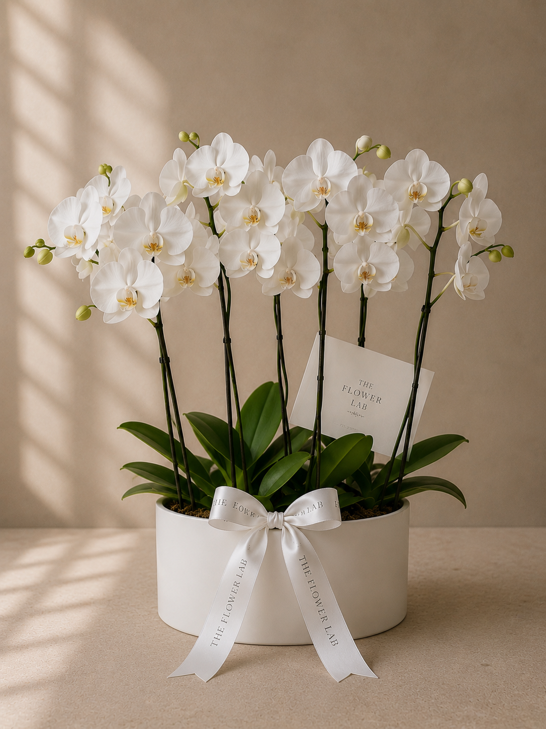 Eternal Orchids - Orquídeas Phalaenopsis blancas The Flower Lab