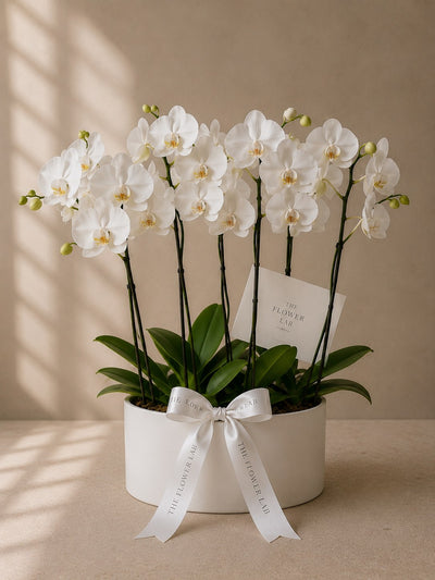 Eternal Love Orchids — Orquídeas blancas — The Flower Lab