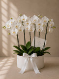 Eternal Love Orchids — Orquídeas blancas — The Flower Lab