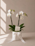 Simple Memory — Orquídeas blancas — The Flower Lab