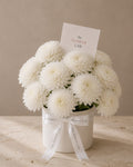 White Calm — Crisantemos blancos — The Flower Lab